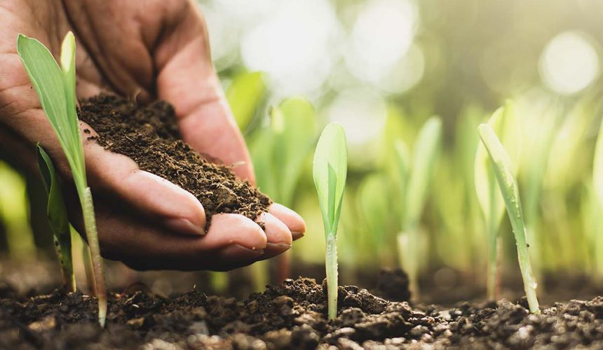 FERTILIZAÇÃO NA MEDIDA CERTA