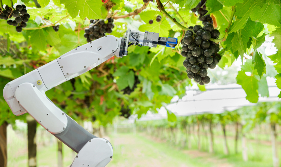 Robotização na colheita de uva