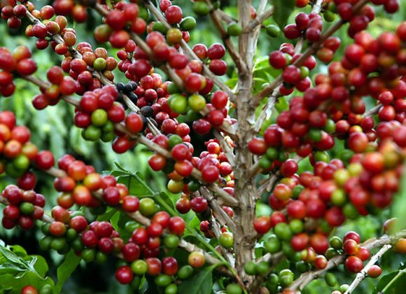 Tecnologias de Pós-Colheita para a Melhoria da Qualidade do Café